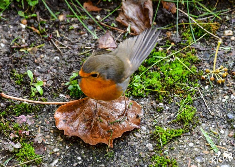 Vorbeigeschaut
Rotkehlchen bevorzugen fleischliche Nahrung. Aus diesem Grund stehen Insekten, kleine Spinnen u. Regenwürmer auf dem Speiseplan. Aber auch Früchte u. weiche Samen werden ergänzend aufgenommen. (voegel-im-garten.)
Schlüsselwörter: 2026