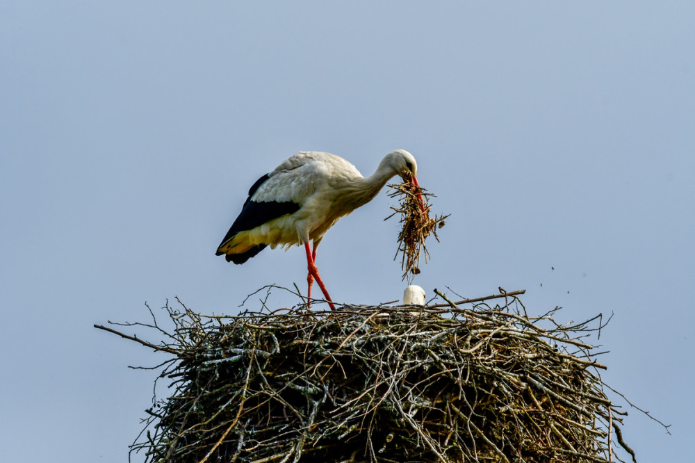 Ausbesserung
Am Nest-Rand werden stärkere Äste u. Zweige, in der Horst-Mitte weiches Gras, Heu u. Laub verwendet. Bestehende ältere Nester werden weiter ausgebaut oder ausgebessert. Selten verlassen beide Störche gemeinsam den Horst. (stoerche.de)
Schlüsselwörter: 2026