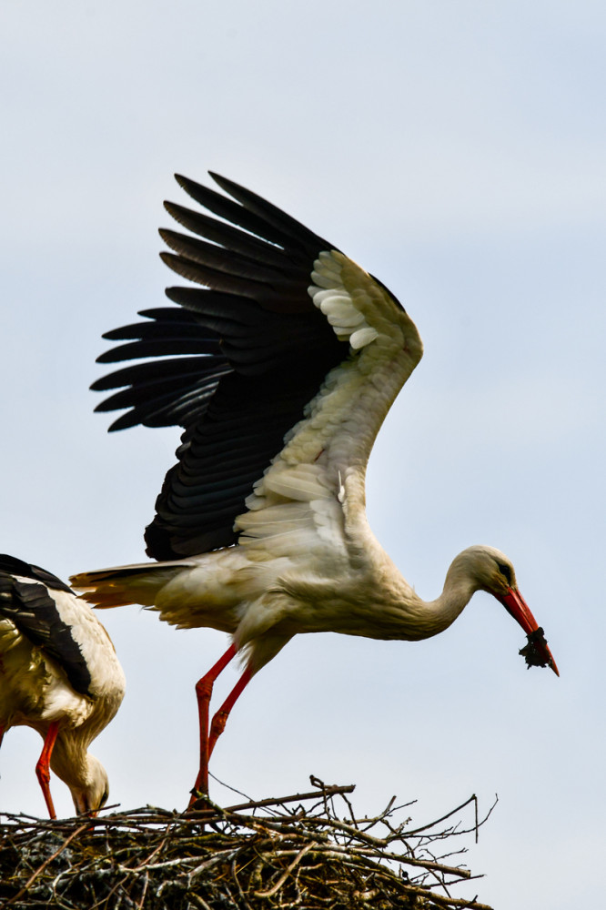 Reinigung
Störche halten ihr Nest (den Horst) sauber, indem sie altes Material aussortieren, den Bodenbelag regelmäßig erneuern u. den Nestrand durch das Einflechten frischer Zweige stabilisieren (stoerche.de)
Schlüsselwörter: 2026