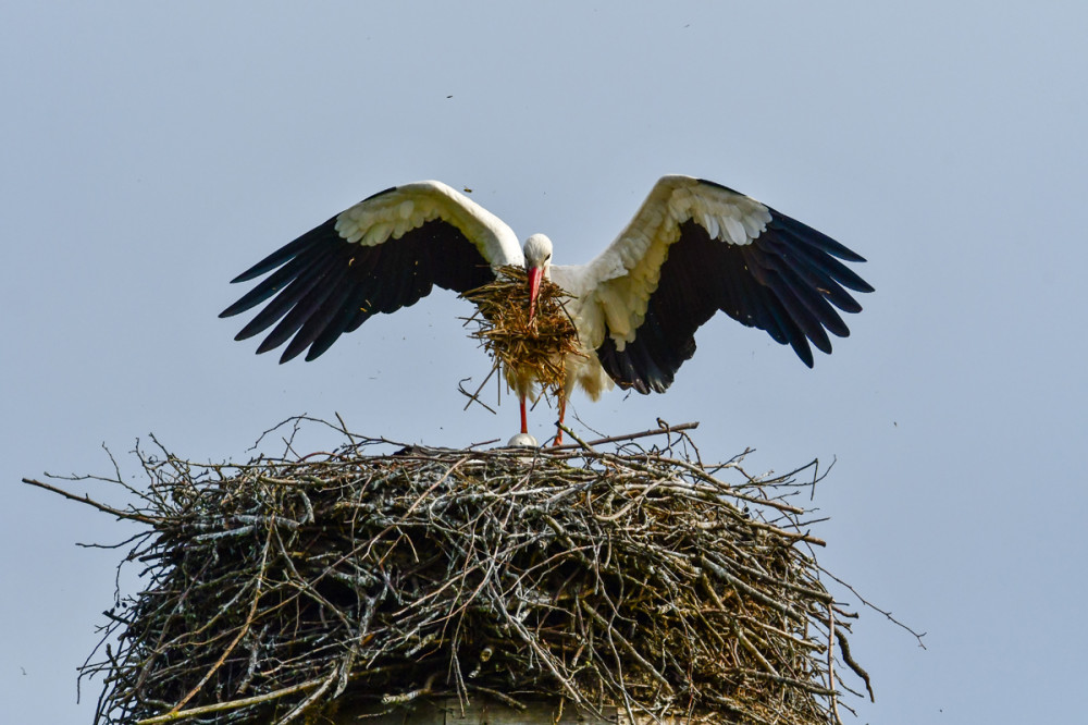 Baumaterial
wird in unmittelbarer Nähe zum Horst gesucht. Damit ist der Rückflug zum Horst weniger anstrengend u. zeitraubend. (stoerche.de)
Schlüsselwörter: 2026