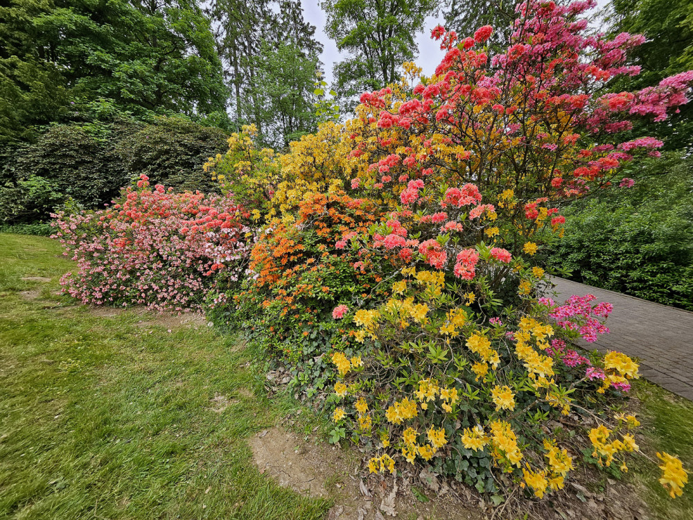 Frei  „Bunte Rhododendron“
Ralf
Schlüsselwörter: 2025