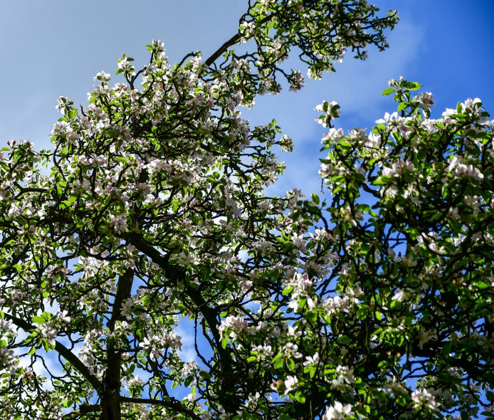 Frei  „Blüten angestrahlt“
Roland
Schlüsselwörter: 2026
