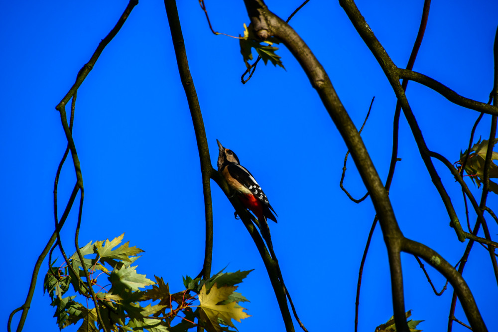 Frei  „Buntspecht“
Roland
Schlüsselwörter: 2025