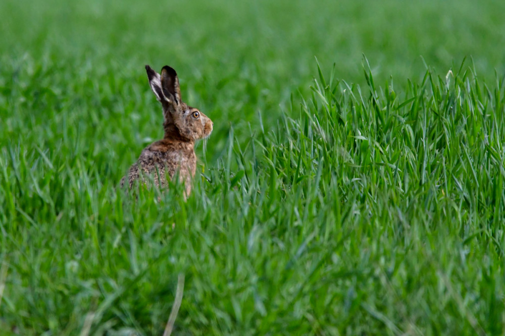 Frei  „Feldhase“
Roland
Schlüsselwörter: 2026