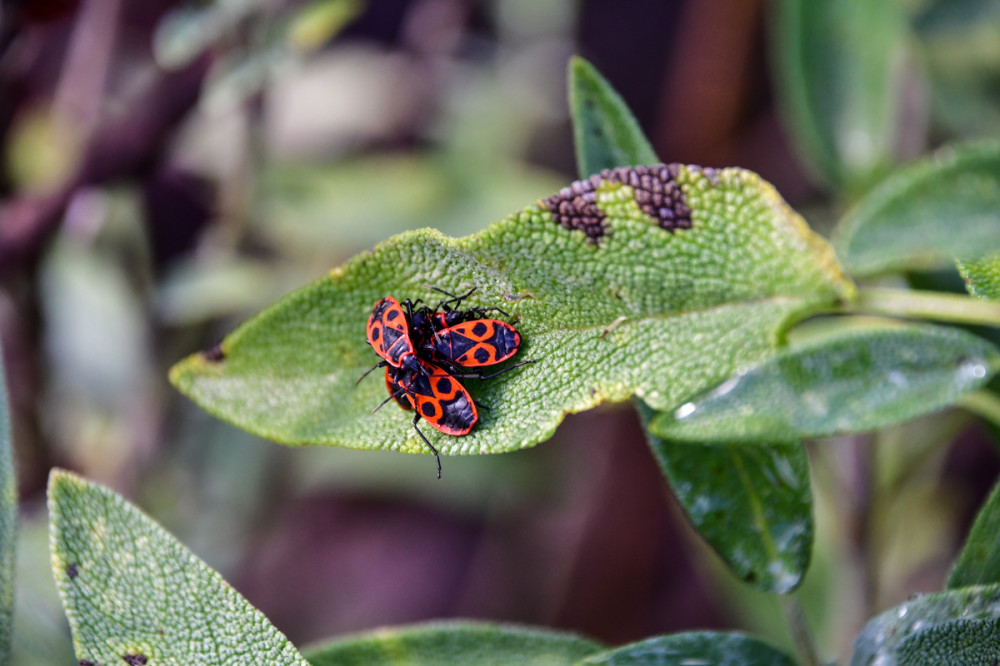 Frei  „Gruppenkuscheln“
Roland
Schlüsselwörter: 2025