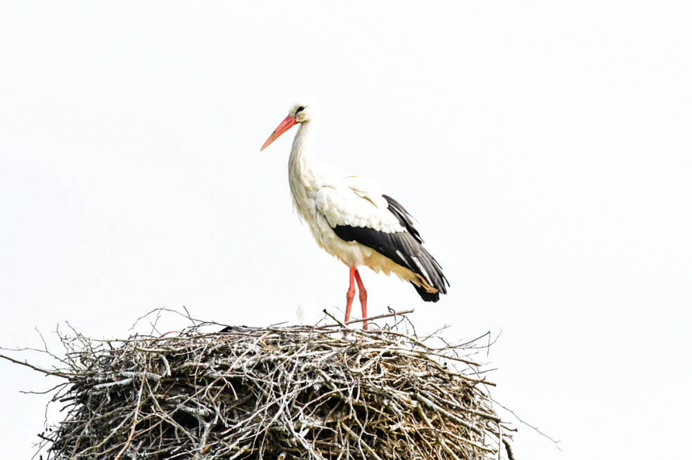 Frei  „High-Key“
Roland
Schlüsselwörter: 2026