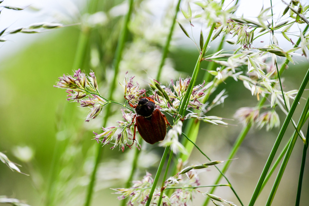 Frei  „Käfer auf Grasstengel“
Roland
Schlüsselwörter: 2025