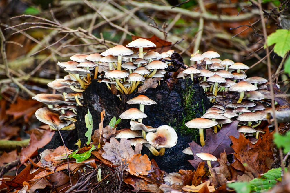 Frei  „Pilzgruppe“
Roland
Schlüsselwörter: 2025