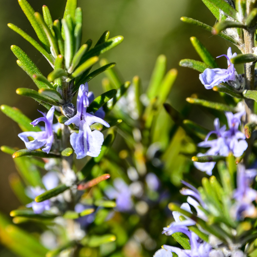 Frei  „Junge Rosmarinblüte“
Roland
Schlüsselwörter: 2026