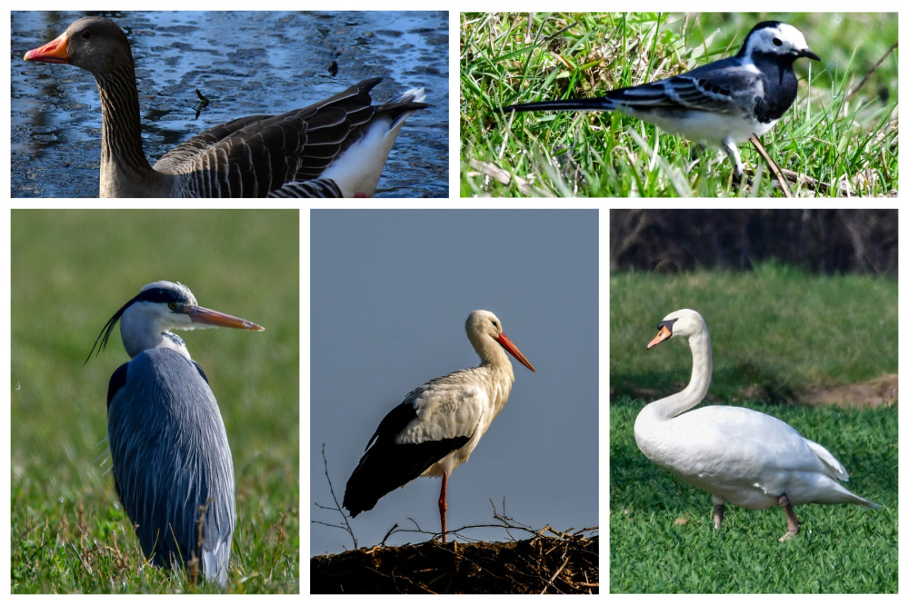 Frühlingserwachen  „Auf Brautschau“
Roland
Schlüsselwörter: 2026