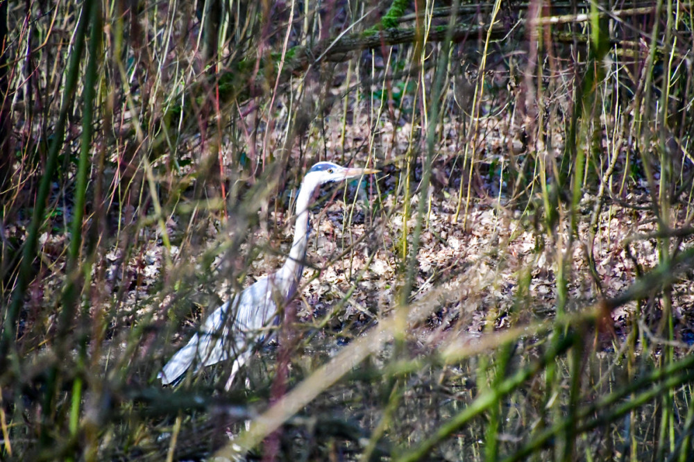 Frühlingserwachen  „Auf der Pirsch“
Roland
Schlüsselwörter: 2026