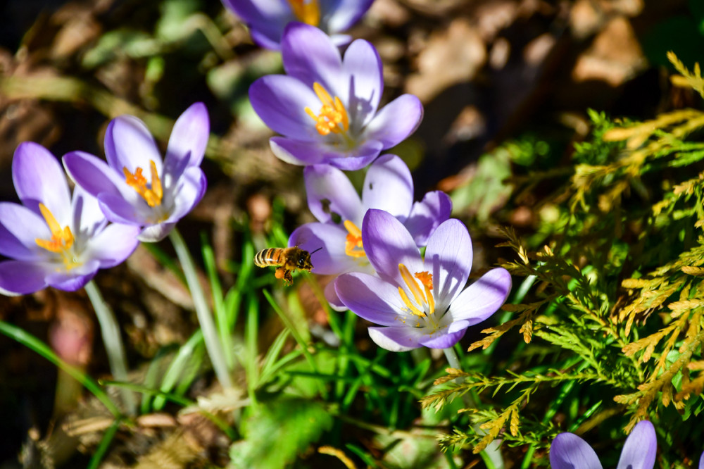 Frühlingserwachen  „Ausflug“
Roland
Schlüsselwörter: 2026