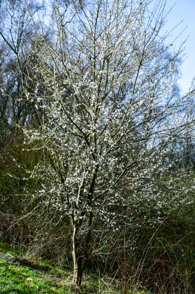 Frühlingserwachen  „Voller Blüten“
Roland
Schlüsselwörter: 2026