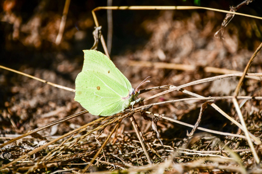 Frühlingserwachen  „Zitronenfalter“
Roland
Schlüsselwörter: 2026