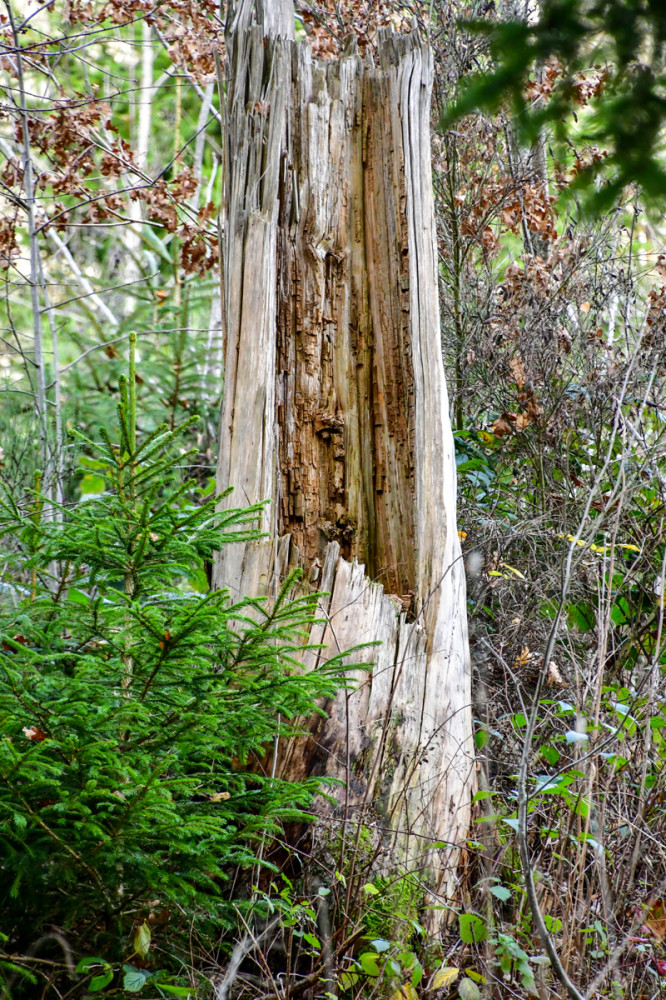Gegensätze  „Junge Tanne contra abgestorbener Stamm“
Roland
Schlüsselwörter: 2025