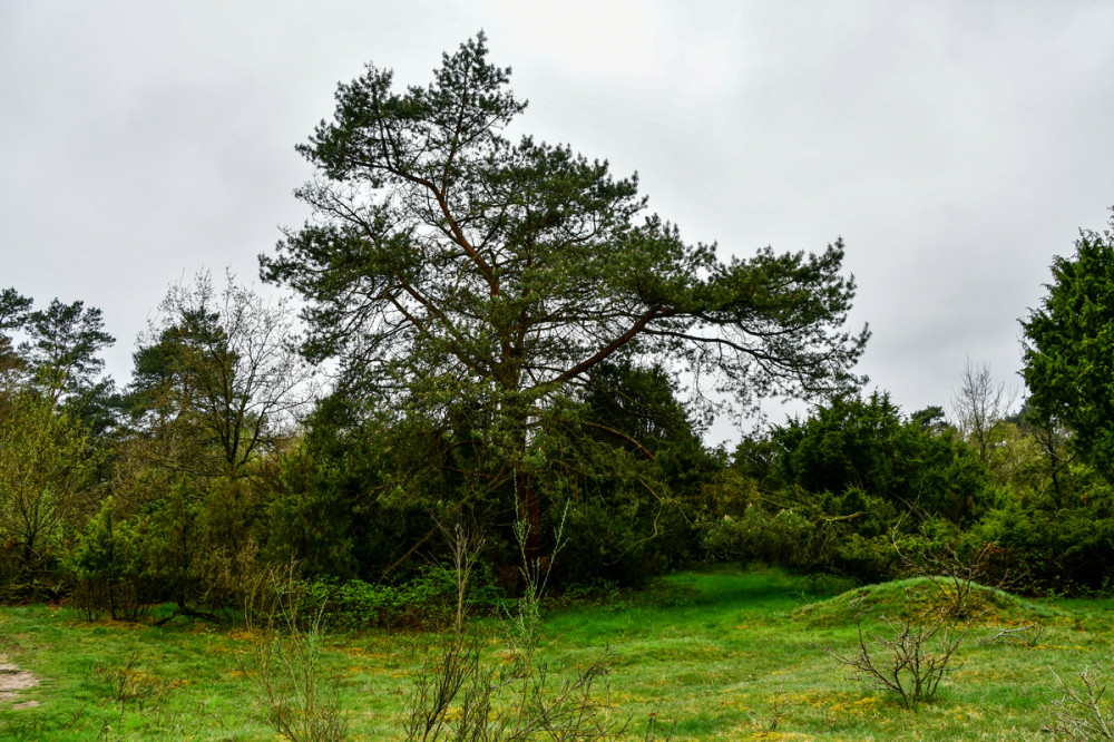 Landschaften  „Bedeckter Himmel“
Roland
Schlüsselwörter: 2025