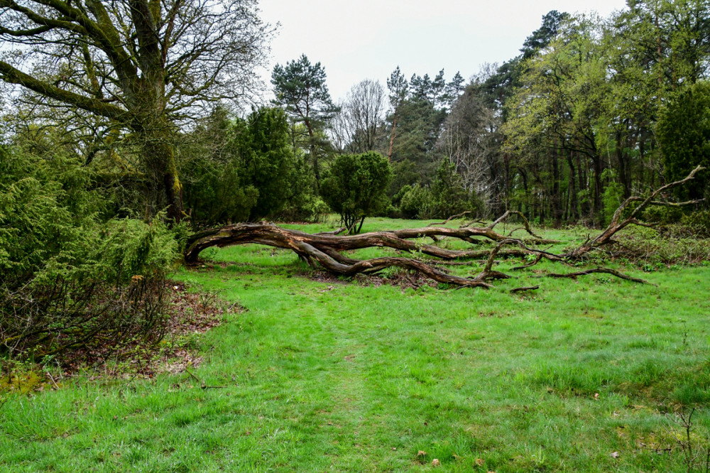 Landschaften  „Borkenberge“
Roland
Schlüsselwörter: 2025