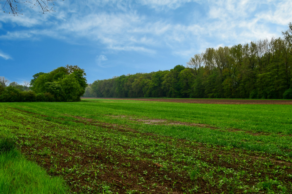 Landschaften  „Feld“
Roland
