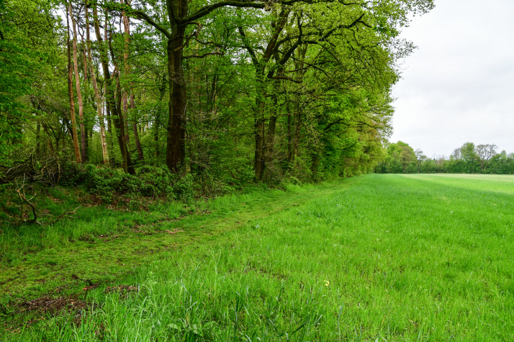 Landschaften  „Wald und Feld“
Roland
Schlüsselwörter: 2025