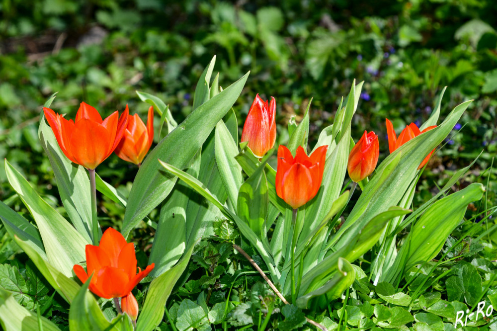 Rote Pracht
Es müssen nicht immer große Blüten sein. Bei den Wildtulpen ist die Vielfalt riesig. Es gibt verschiedenste Wuchsformen u. –höhen. Nahezu alle Farben bis auf Blau sind möglich. (mdr)
Schlüsselwörter: 2025