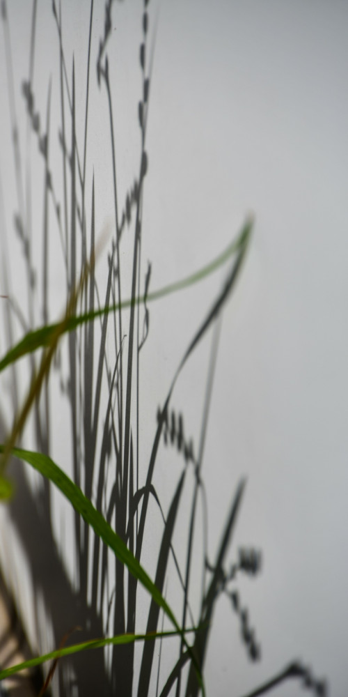 Schatten  „Blüten“
Roland
Schlüsselwörter: 2026