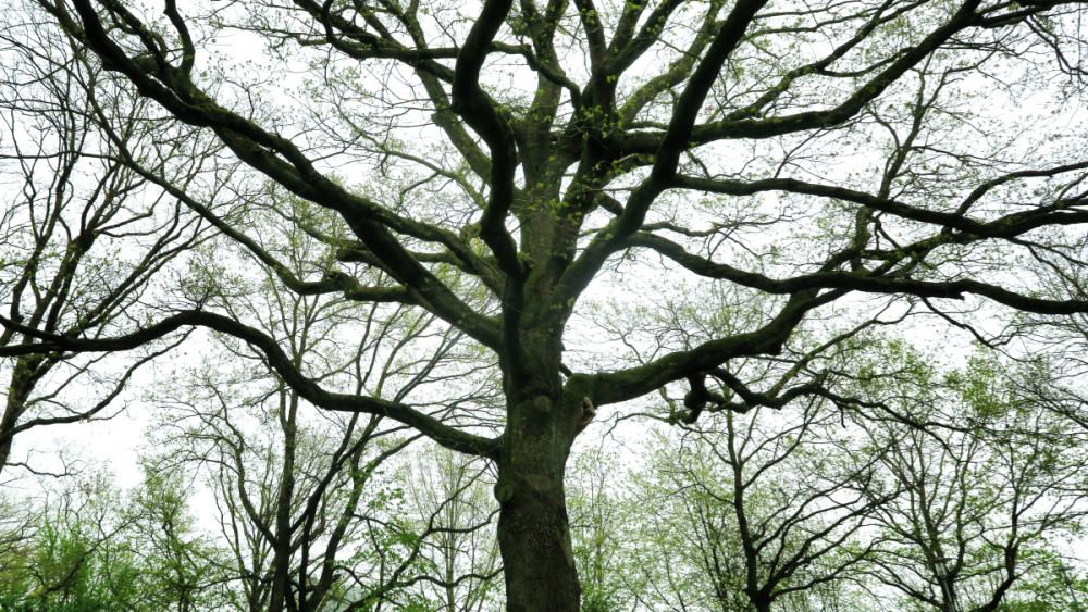 Frei  „Alter Baum, noch unbelaubt“
Verena
Schlüsselwörter: 2026