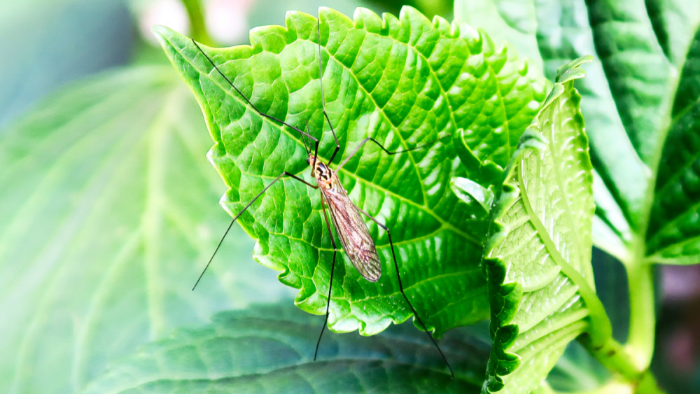 Frei  „Insekt“
Verena
Schlüsselwörter: 2025