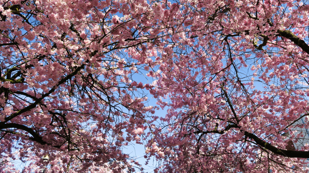 Frühlingserwachen  „Japanische Kirsche“
Verena
Schlüsselwörter: 2026