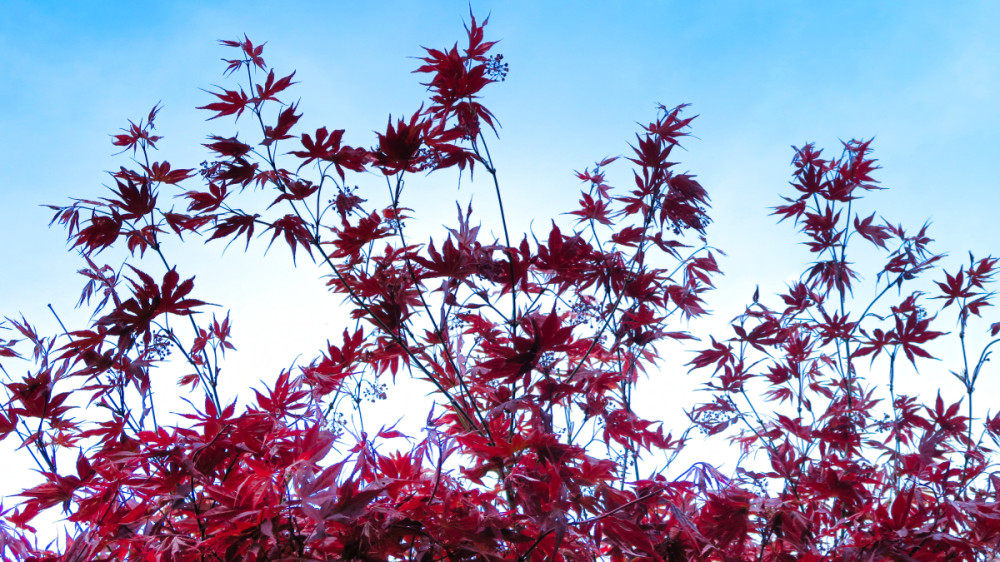 Frei  „Japanischer Ahorn“
Verena
Schlüsselwörter: 2026