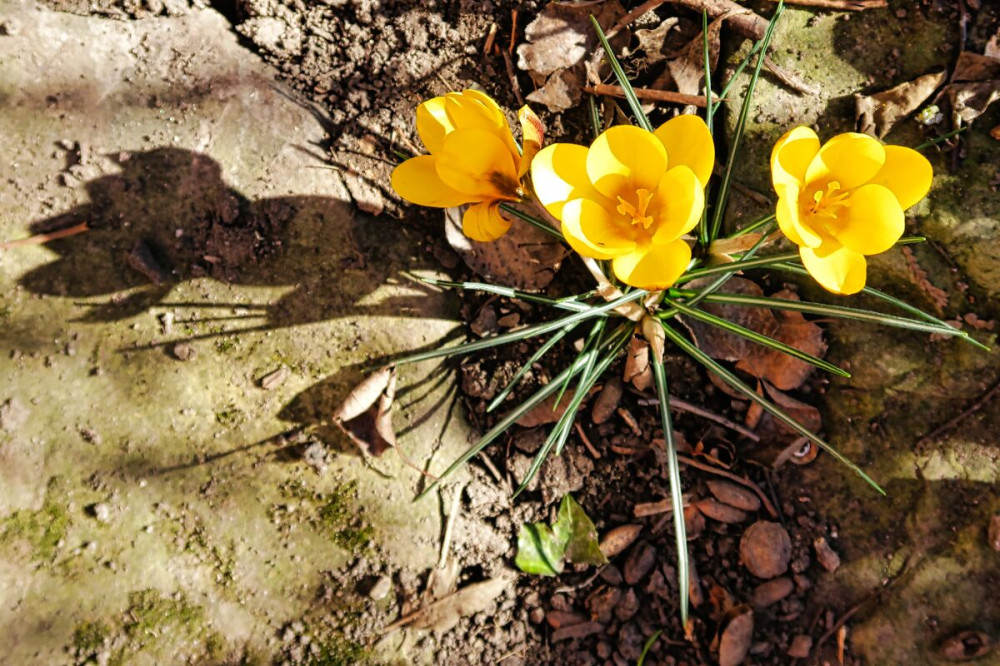 Alles im Park  "Krokusse"
Verena
Schlüsselwörter: 2025