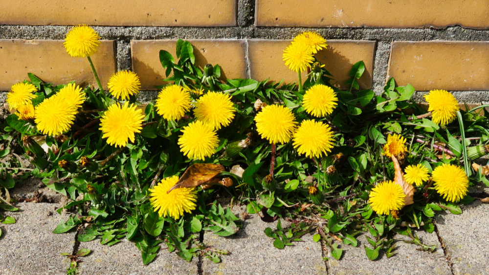 Frühlingserwachen  „Löwenzahn“
Verena
Schlüsselwörter: 2026