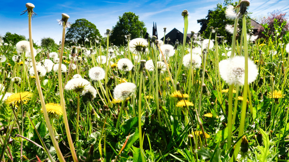 Frei  „Löwenzahnwiese“
Verena
Schlüsselwörter: 2026