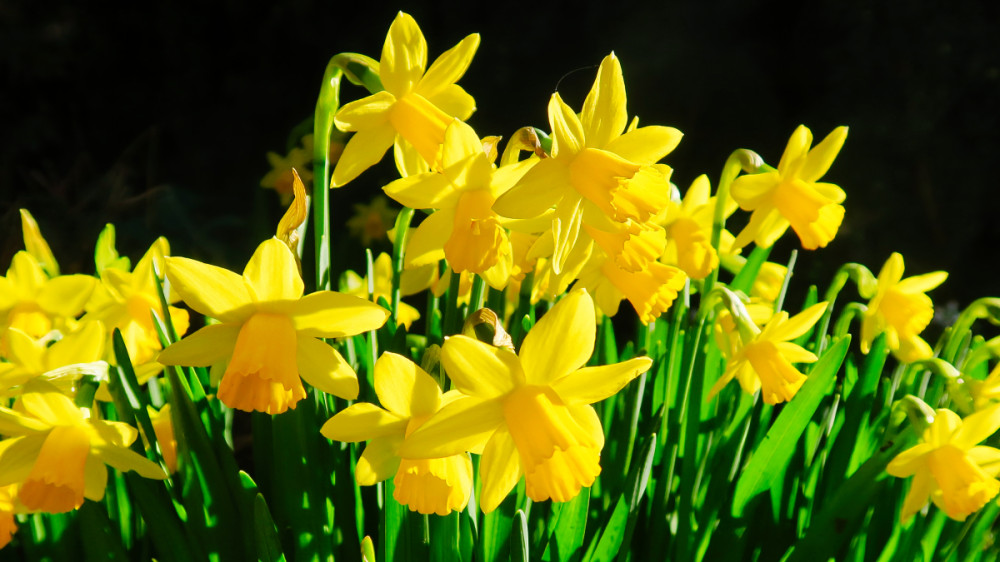 Frühlingserwachen  „Märzbecher“
Verena
Schlüsselwörter: 2026