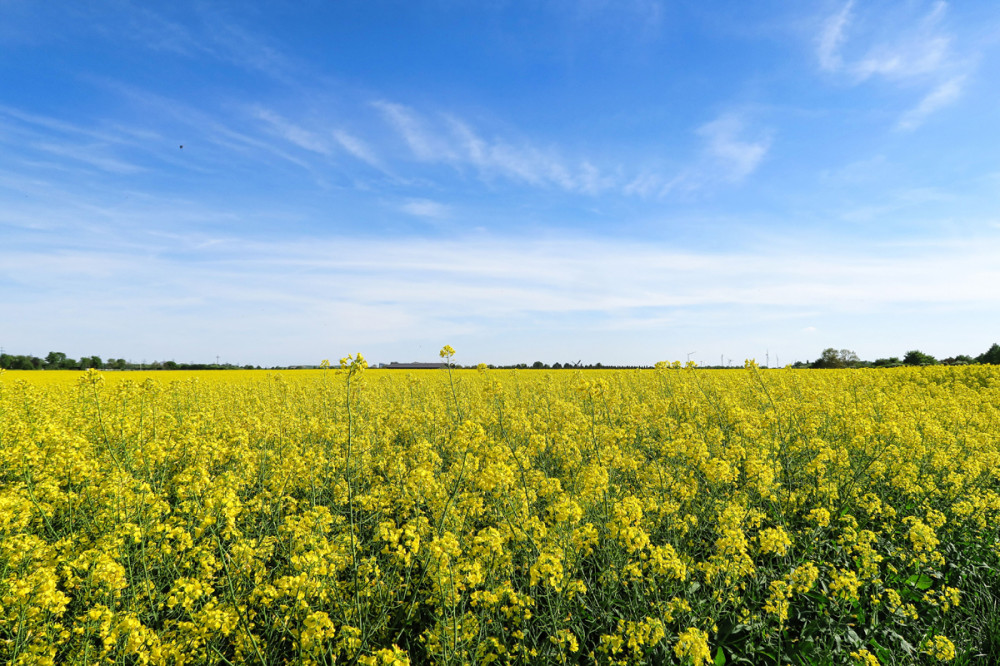 Landschaften  „Rapsfeld“
Verena
Schlüsselwörter: 2025