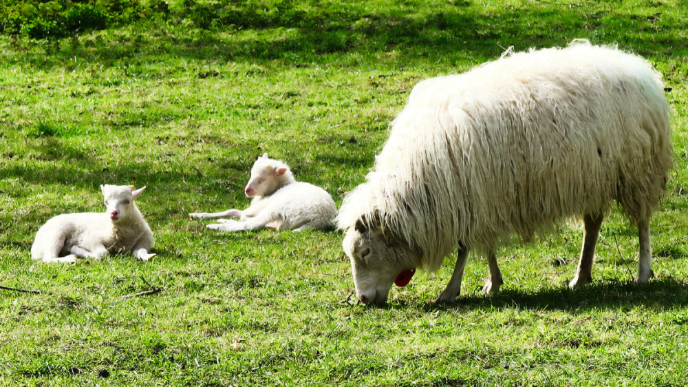 Frei  „Schäfchen“
Verena
Schlüsselwörter: 2026