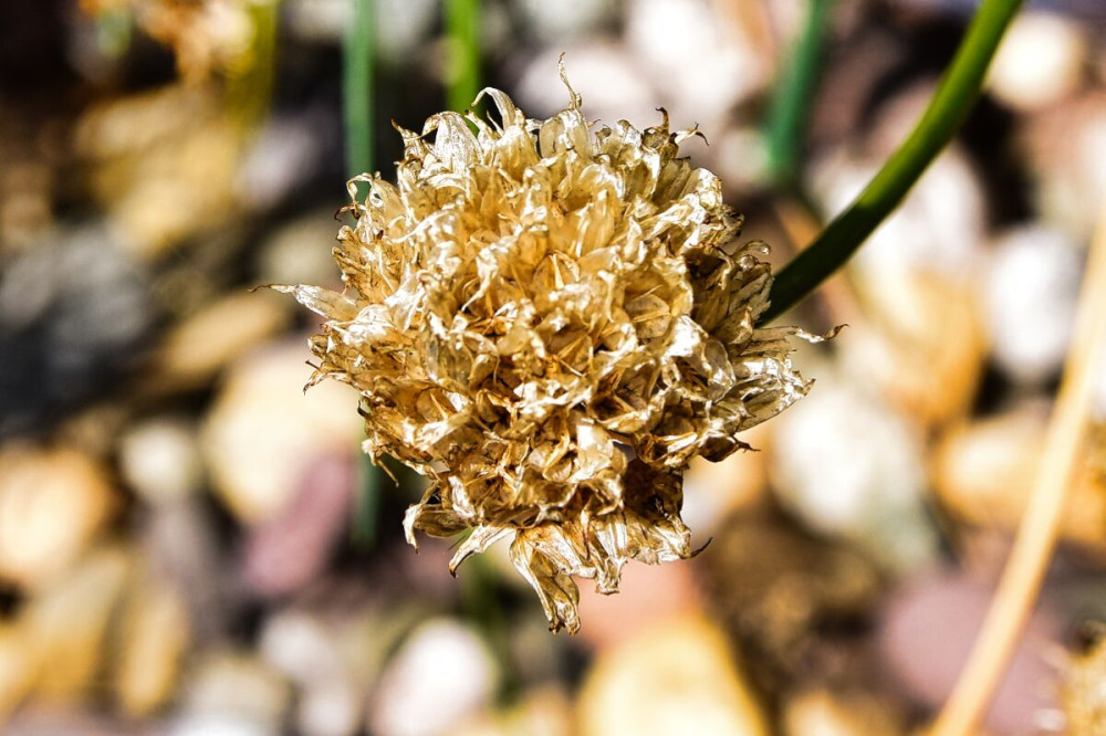 Freisteller  „Schnittlauchblüte (verblüht)“ 
Verena
Schlüsselwörter: 2025