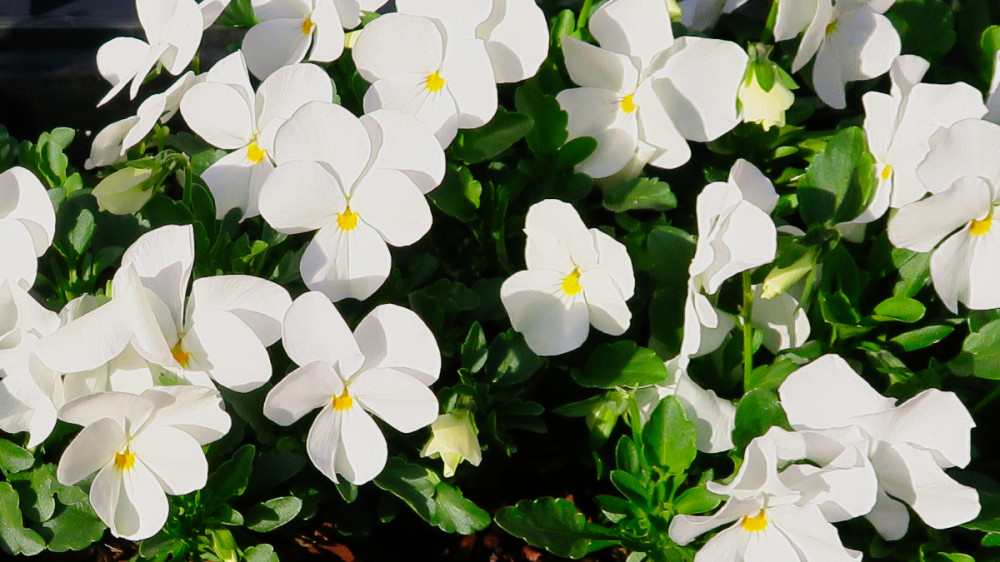 Frühlingserwachen  „Stiefmütterchen“
Verena
Schlüsselwörter: 2026