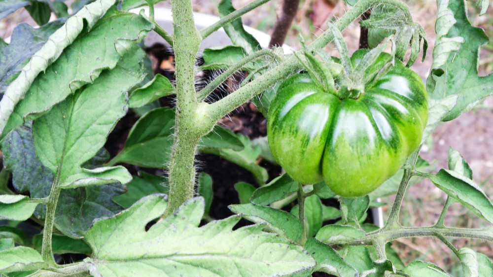 Obst und Gemüse  „Tomate“
Verena
Schlüsselwörter: 2026