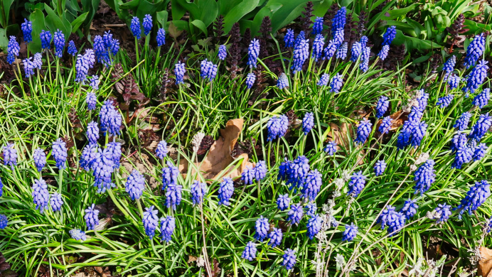 Frühlingserwachen  „Traubenhyazinte“
Verena
Schlüsselwörter: 2026