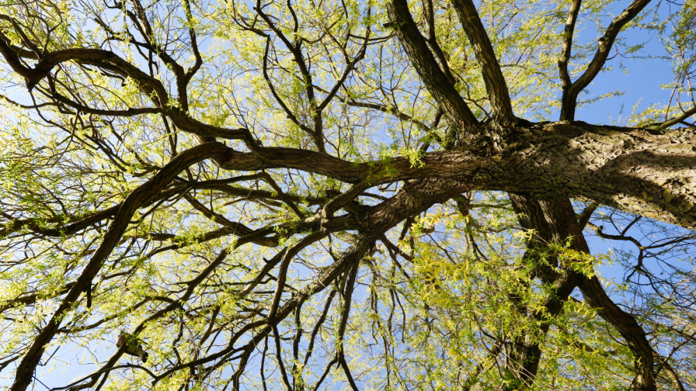 Frühlingserwachen  „Trauerweide“
Verena
Schlüsselwörter: 2026