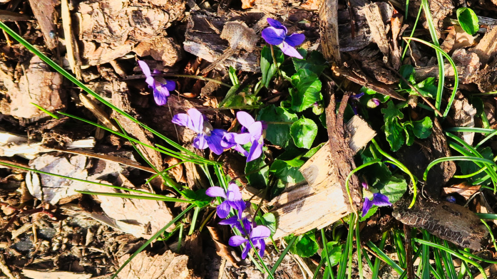 Frühlingserwachen  „Veilchen“
Verena
Schlüsselwörter: 2026