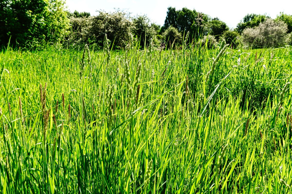 Landschaften  „Wiese“
Verena
Schlüsselwörter: 2025