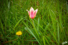 02_2026_04_Tulpe_04.jpg