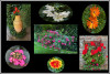 Dateiname=Eise_Blumen_unseres_Gartens_R-k.jpeg
Dateigröße=510KB
Abmessungen: 1280x862
hinzugefügt am: 25. Juni 2025 Eise_Blumen_unseres_Gartens_R-k.jpeg