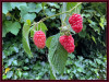 Dateiname=Elise-Freisteller-HIMBEEREN_BA-R-k-jpg.jpg
Dateigröße=990KB
Abmessungen: 1200x909
hinzugefügt am: 03. Juli 2025 Elise-Freisteller-HIMBEEREN_BA-R-k-jpg.jpg