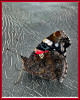 Dateiname=Elise-Freisteller-PAPILLON_K-jpg.jpeg
Dateigröße=604KB
Abmessungen: 960x1198
hinzugefügt am: 03. Juli 2025 Elise-Freisteller-PAPILLON_K-jpg.jpeg