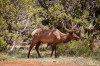 Dateiname=FdW_02_06_Am_Grand_Canyon_Elk_06.jpg
Dateigröße=1374KB
Abmessungen: 1200x800
hinzugefügt am: 05. Juni 2025 FdW_02_06_Am_Grand_Canyon_Elk_06.jpg