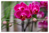 Dateiname=Frei_Marianne_Orchidee.jpg
Dateigröße=551KB
Abmessungen: 1200x820
hinzugefügt am: 02. September 2026 Frei_Marianne_Orchidee.jpg