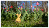 Frei_Marianne_Osterhase_im_Tulpenfeld.jpg