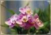 Freisteller-Elise_-_Orchideen.jpg